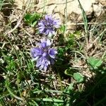 Veronica nummularia 形態