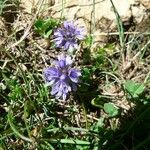 Veronica nummularia Plante entière