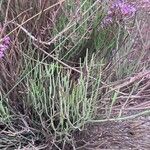 Limonium insigne Hoja