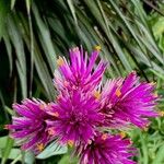 Gomphrena globosa Flor