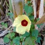 Hibiscus surattensis 花