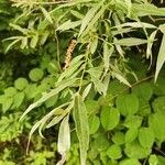 Salix alba 叶