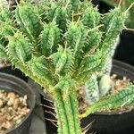 Euphorbia mammillaris Leaf