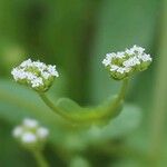 Valeriana woodsiana Květ