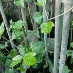 Clematis virginiana Hoja