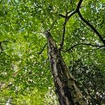 Betula pubescens Plante entière