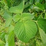 Laportea aestuans Leaf