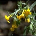 Lithospermum multiflorum Агульны выгляд