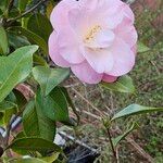 Camellia sasanqua Flor