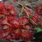 Drosera brevifolia Ліст