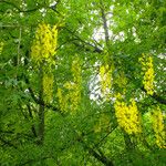 Laburnum anagyroides Plante entière