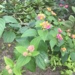 Lantana camaraപുഷ്പം