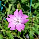 Eudianthe coeli-rosa Flower