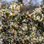 Osmanthus delavayi Virág