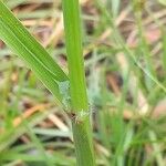 Dactyloctenium aegyptium Leaf