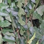 Combretum micranthum Blatt