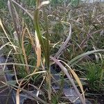 Pennisetum setaceum Levél