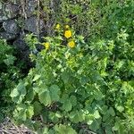 Ranunculus cortusifolius Habit