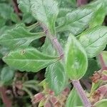 Teucrium flavum Leaf