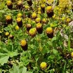 Trifolium spadiceum Natur