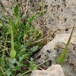 Erodium gruinum عادت داشتن