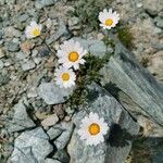 Leucanthemopsis alpina Flower