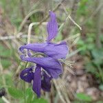 Aquilegia vulgarisᱵᱟᱦᱟ