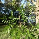 Lonchocarpus nitidus