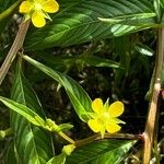 Ludwigia hyssopifolia Flor