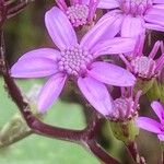 Pericallis aurita Flower