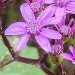 Pericallis aurita Blomma