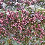 Sedum andegavense 形態
