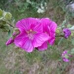 Malva × clementii Flower