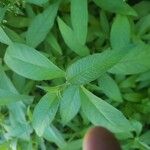 Buddleja globosaHostoa