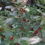 Shepherdia canadensis Ffrwyth