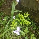 Herbertia lahue Blomst