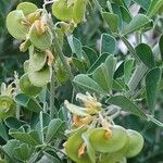 Medicago arborea Φρούτο