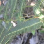 Chamaecrista flexuosa Leaf