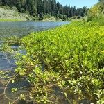 Ludwigia peploides Libunga