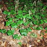 Heuchera maxima Plante entière