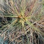 Spinifex littoreus Leaf