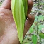 Cynanchum laeve Fruit