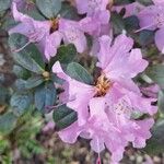 Rhododendron lapponicumFlower