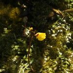 Utricularia australis Flower