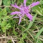 Centaurea nigrescensFlower