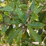 Pittosporum undulatum Blad