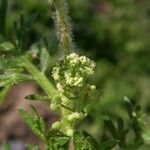 Lepidium didymum Cvet