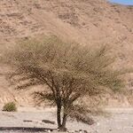 Acacia raddiana عادت داشتن