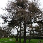 Larix laricina Habitus