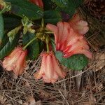 Rhododendron dichroanthum